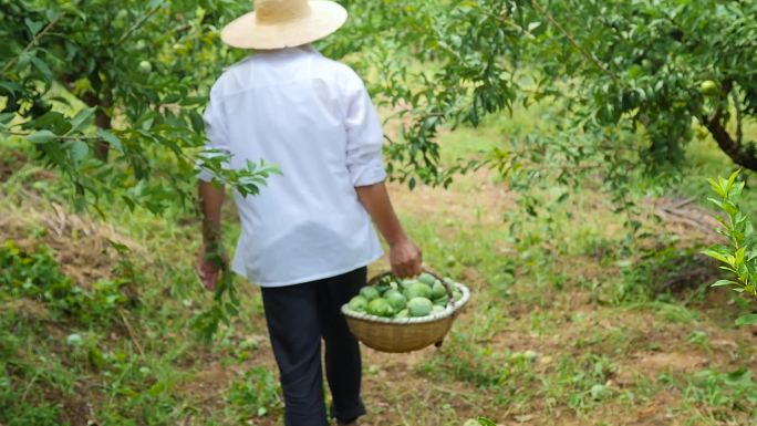 奈李种植