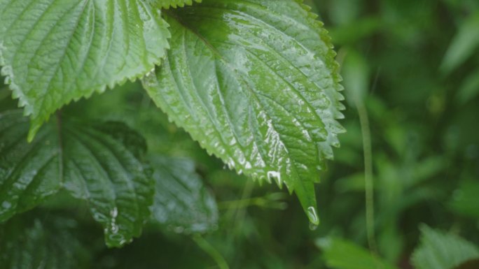 紫苏叶在雨中2