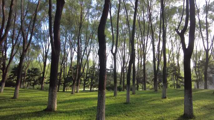 生态环境小清新阳光穿透树树林绿化植树节