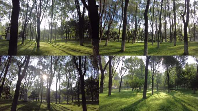 生态环境小清新阳光穿透树树林绿化植树节