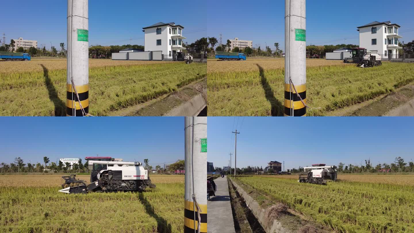 4K高清水稻机器农作物农场收割