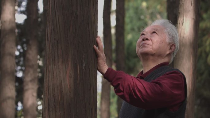 老人抚摸树木登高望远