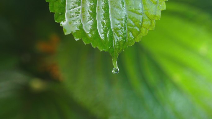 紫苏叶在雨中特写