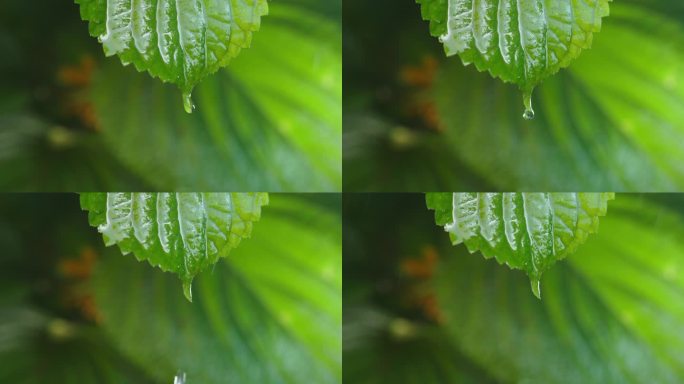 紫苏叶在雨中特写