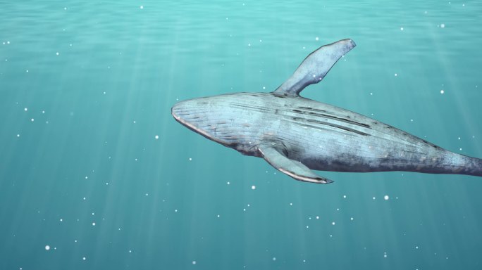 8K全息海底世界鲸鱼动画
