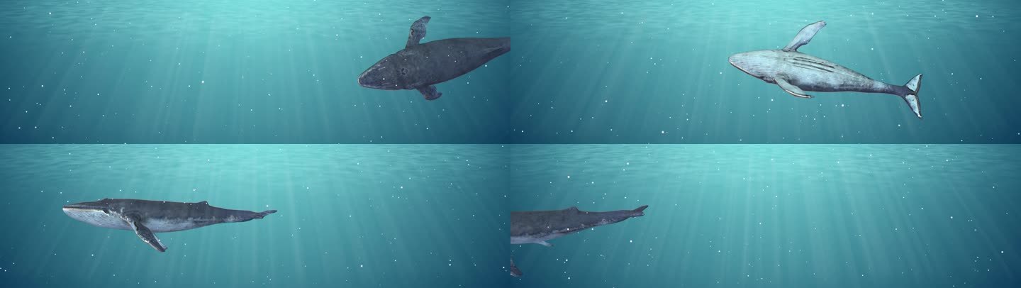 8K全息海底世界鲸鱼动画