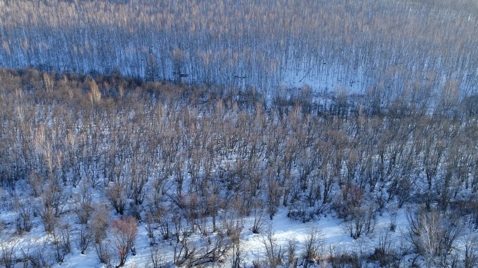 航拍额尔古纳雪原白桦林