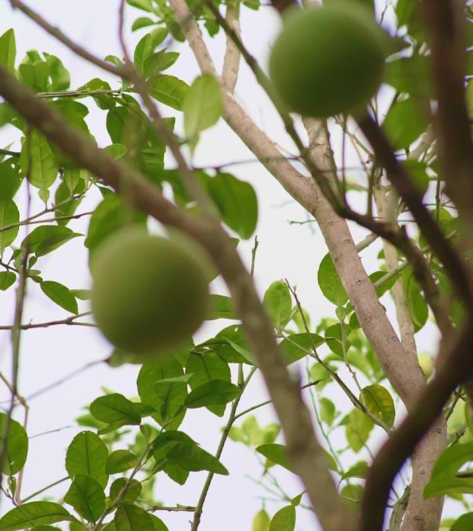 化橘红果树特写竖屏
