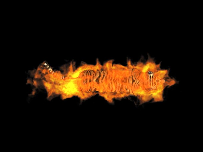 老虎火焰 带火焰老虎
