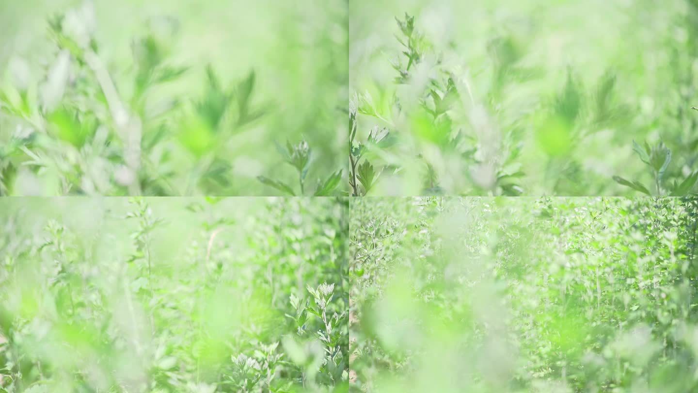 艾叶艾草中草药种植实拍视频