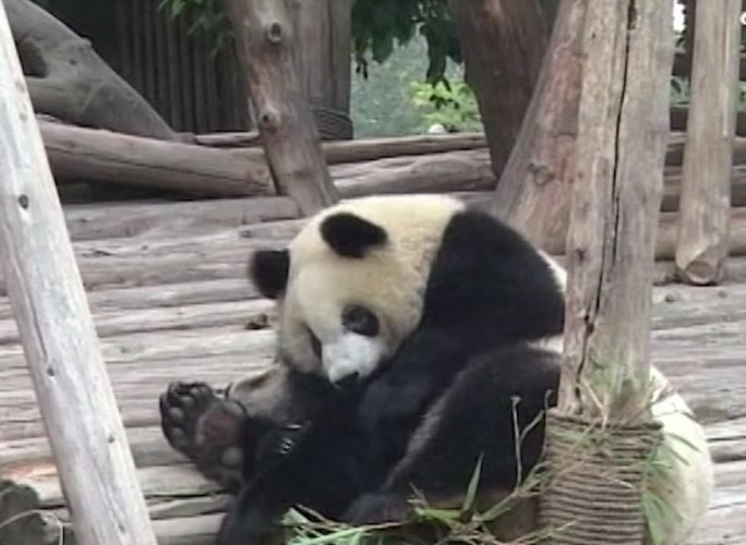 05年大熊猫影像