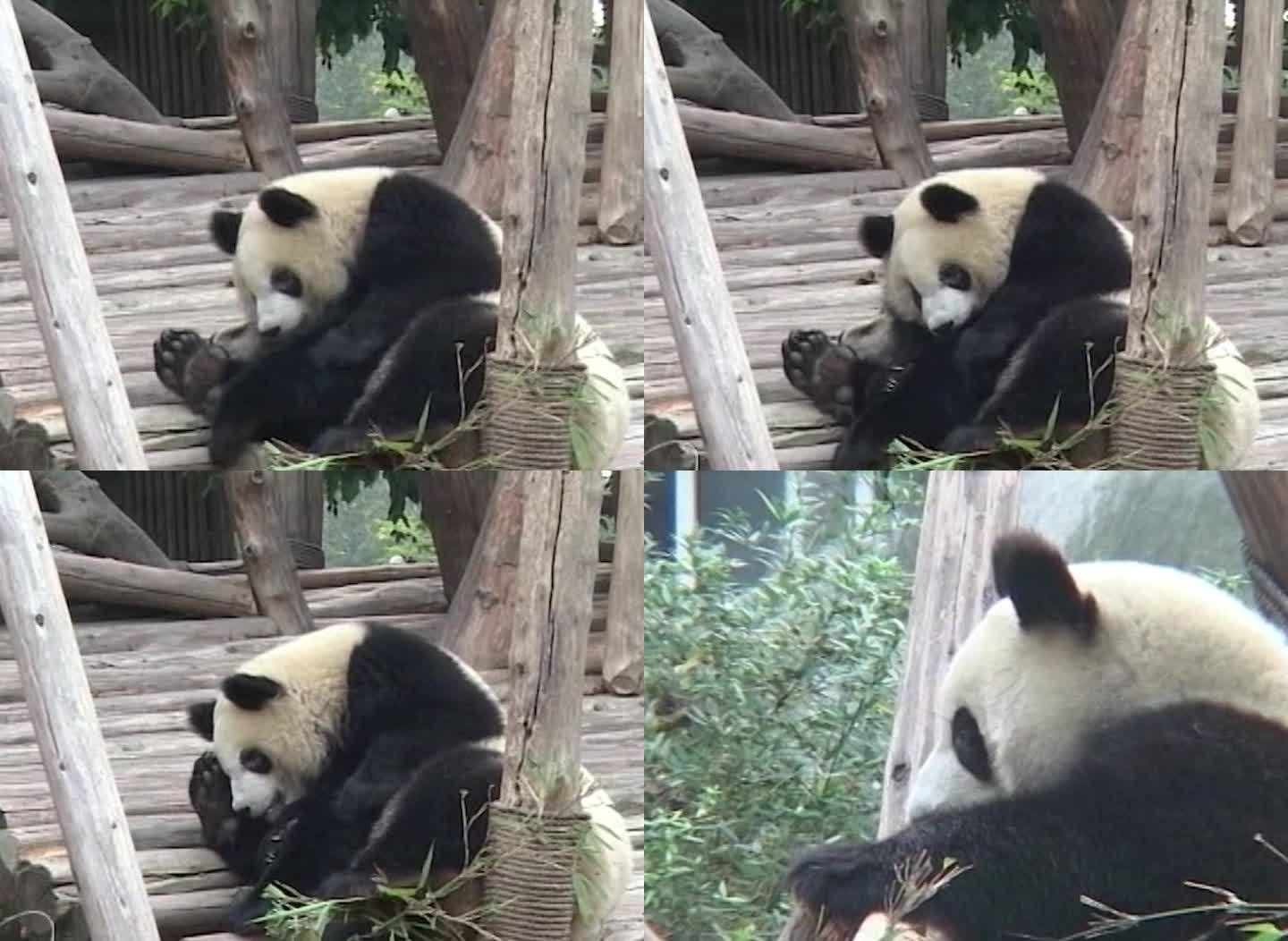 05年大熊猫影像