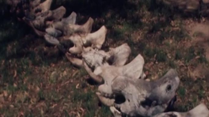 80年代南非野生动物大象河马犀牛