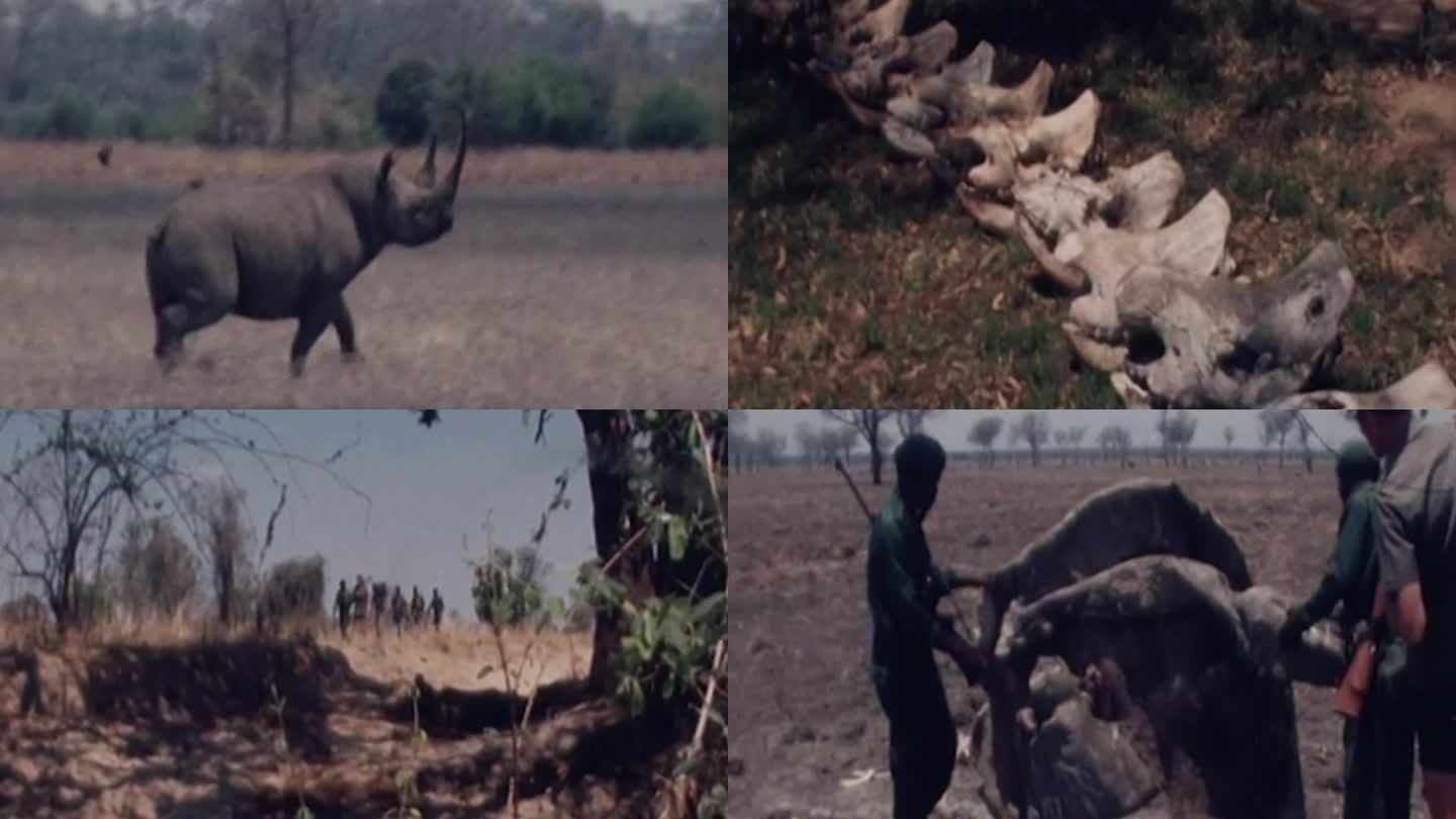 80年代南非野生动物大象河马犀牛