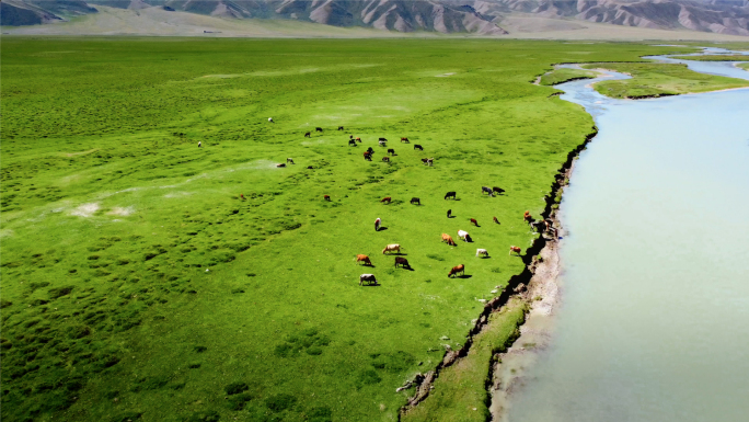 新疆大草原河边吃草的牛