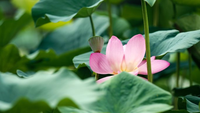 荷花 花海 盛夏