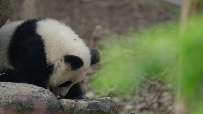 独自玩耍的可爱萌动幼年大熊猫