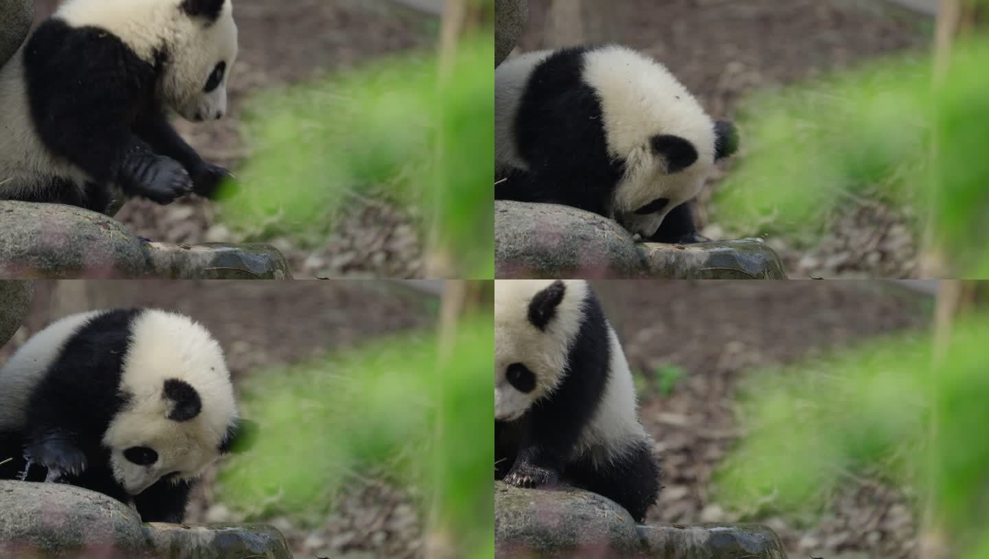 独自玩耍的可爱萌动幼年大熊猫