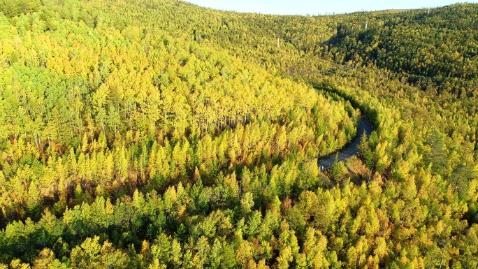 航拍大兴安岭秋季彩林山路