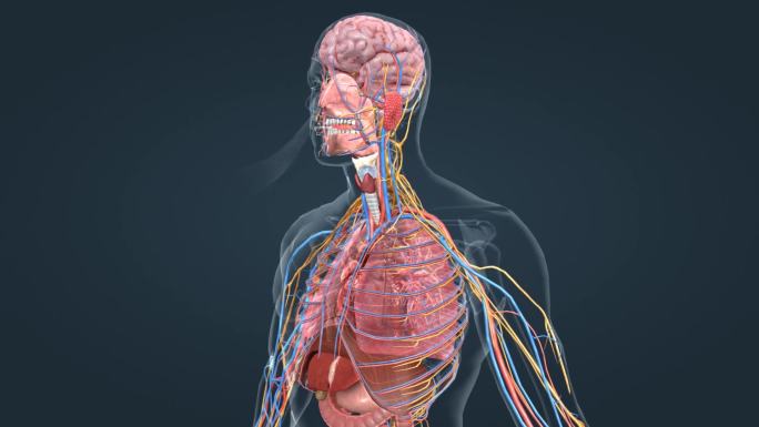 医学人体器官肺呼吸肺活量深呼吸三维动画