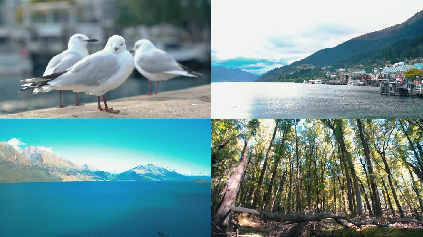 新西兰 绿水青山 大海 高山  海鸥