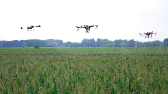 【4K】  无人机植保 航拍玉米地