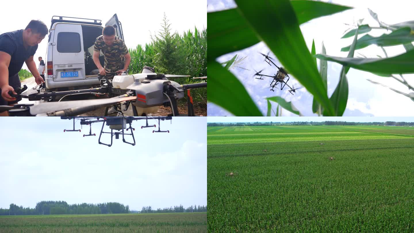 【4K】  无人机植保 航拍玉米地