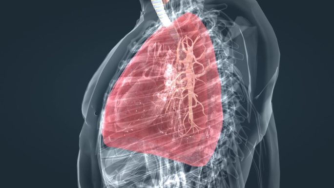 医学肺呼吸人体透视人体奥秘支气管三维动画