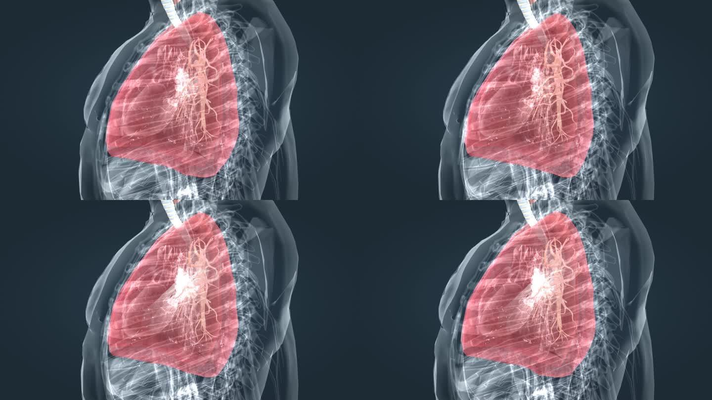 医学肺呼吸人体透视人体奥秘支气管三维动画