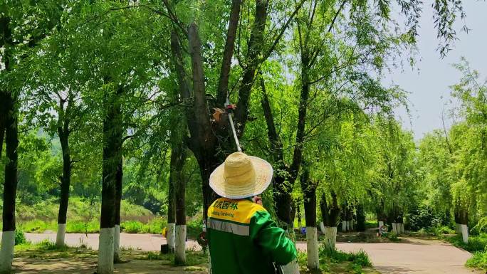 重庆园林工人修整树枝