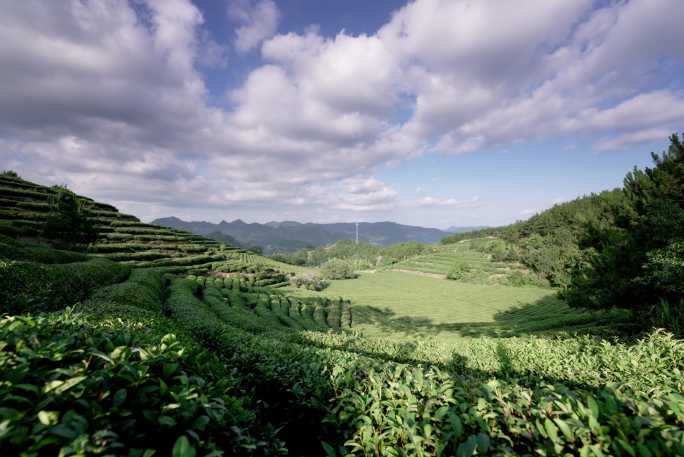 茶叶/茶园/茶场/延时