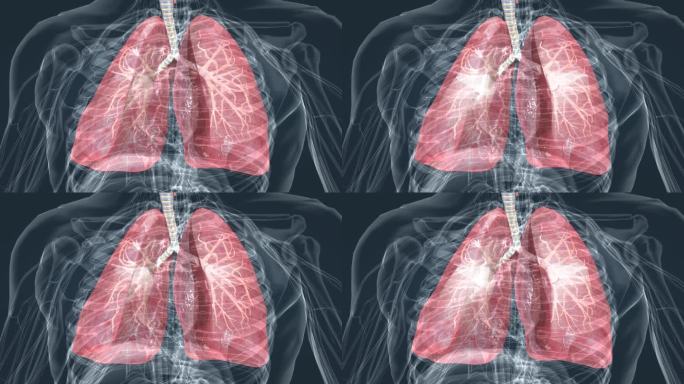 医学 肺 呼吸 支气管 深呼吸 医学动画