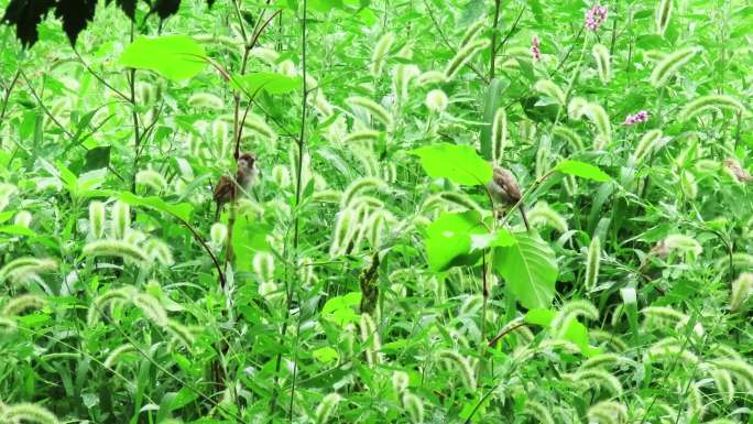 清新雨后麻雀啄食草籽