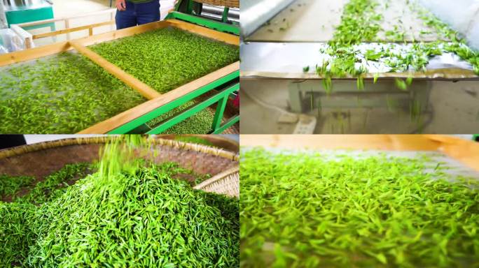 春茶生产加工生产工艺
