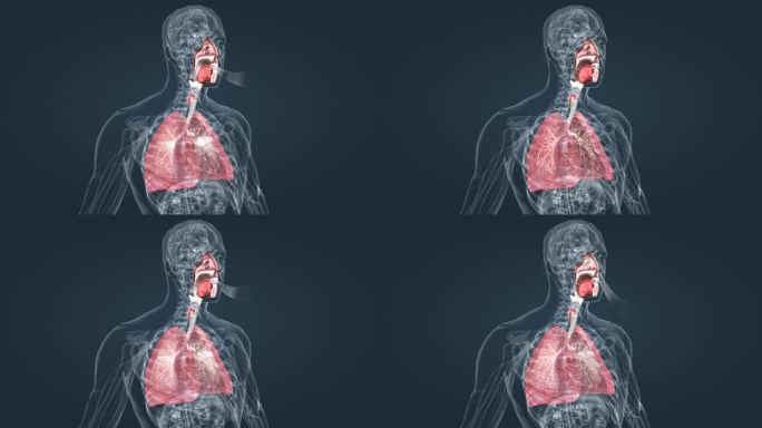 医学人体器官肺部呼吸气管肺炎特效三维动画
