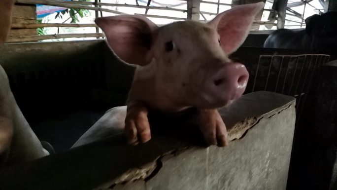 猪头特写拍摄猪特写肉猎饲料养猪家庭养猪栏