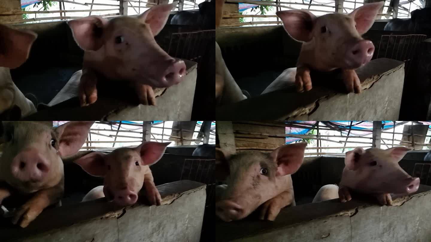 猪头特写拍摄猪特写肉猎饲料养猪家庭养猪栏