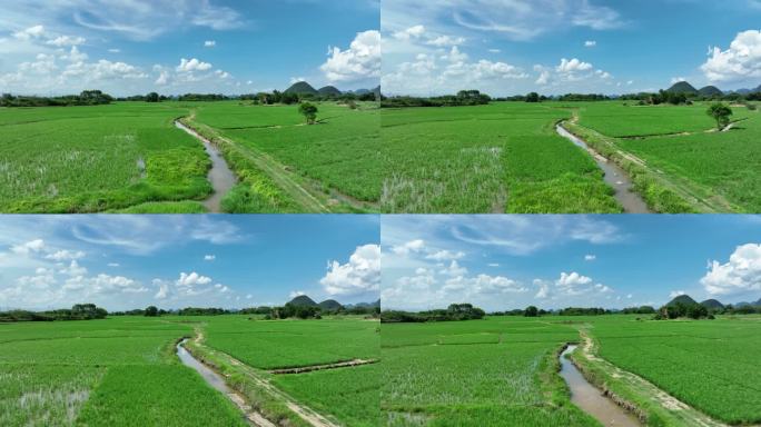 夏天蓝天白云阳光下桂林山边的一大片稻田