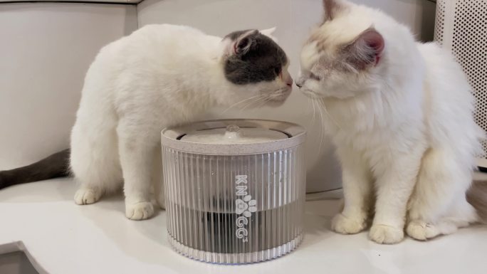 【原创】猫咪喝水 镜头素材