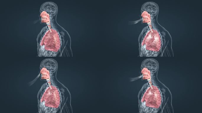 上呼吸道肺呼吸肺活量深呼吸医学人体器官