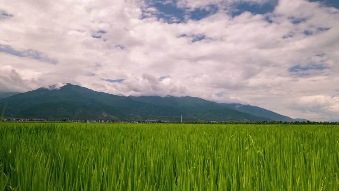 大理古生村廊桥稻田洱海延时MOV