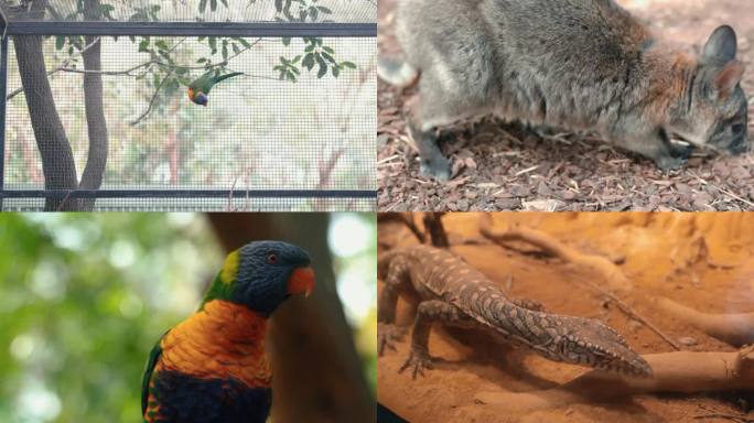 澳大利亚 动物园 袋鼠 动物 蛇 鸟