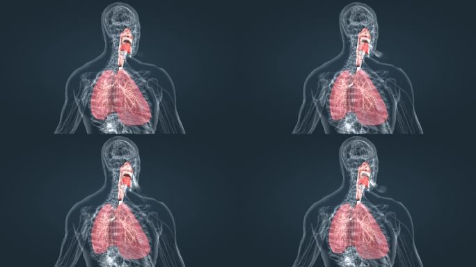 人体器官呼吸系统肺呼吸肺活量深呼吸动画