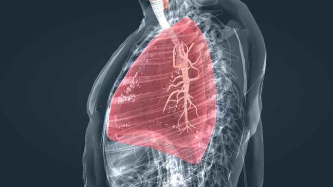 医学 医疗 肺 三维 动画 肺脏呼吸系统