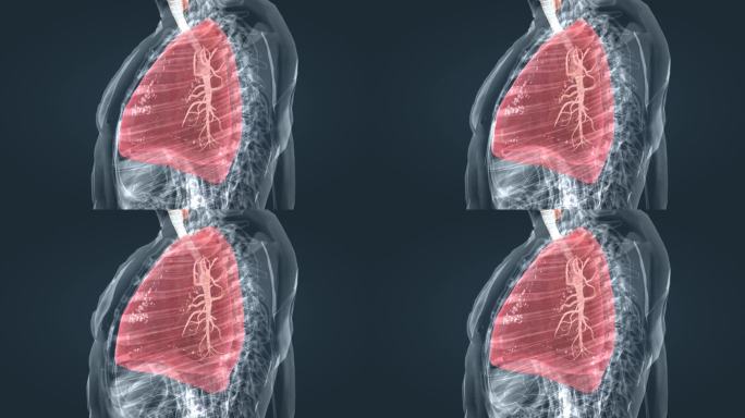 医学 医疗 肺 三维 动画 肺脏呼吸系统