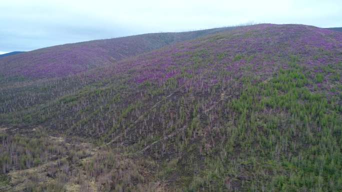 航拍山林杜鹃花海