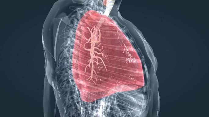支气管肺呼吸肺功能呼吸道肺炎医学三维动画