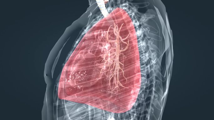 医学人体奥秘支气管肺部肺炎呼吸疾病上呼吸