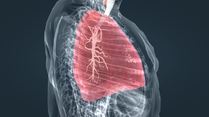 医学人体器官气管肺呼吸肺活量深呼吸动画