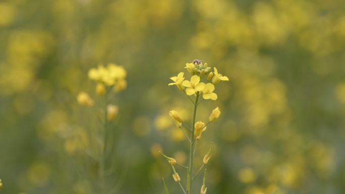 采花的蜜蜂